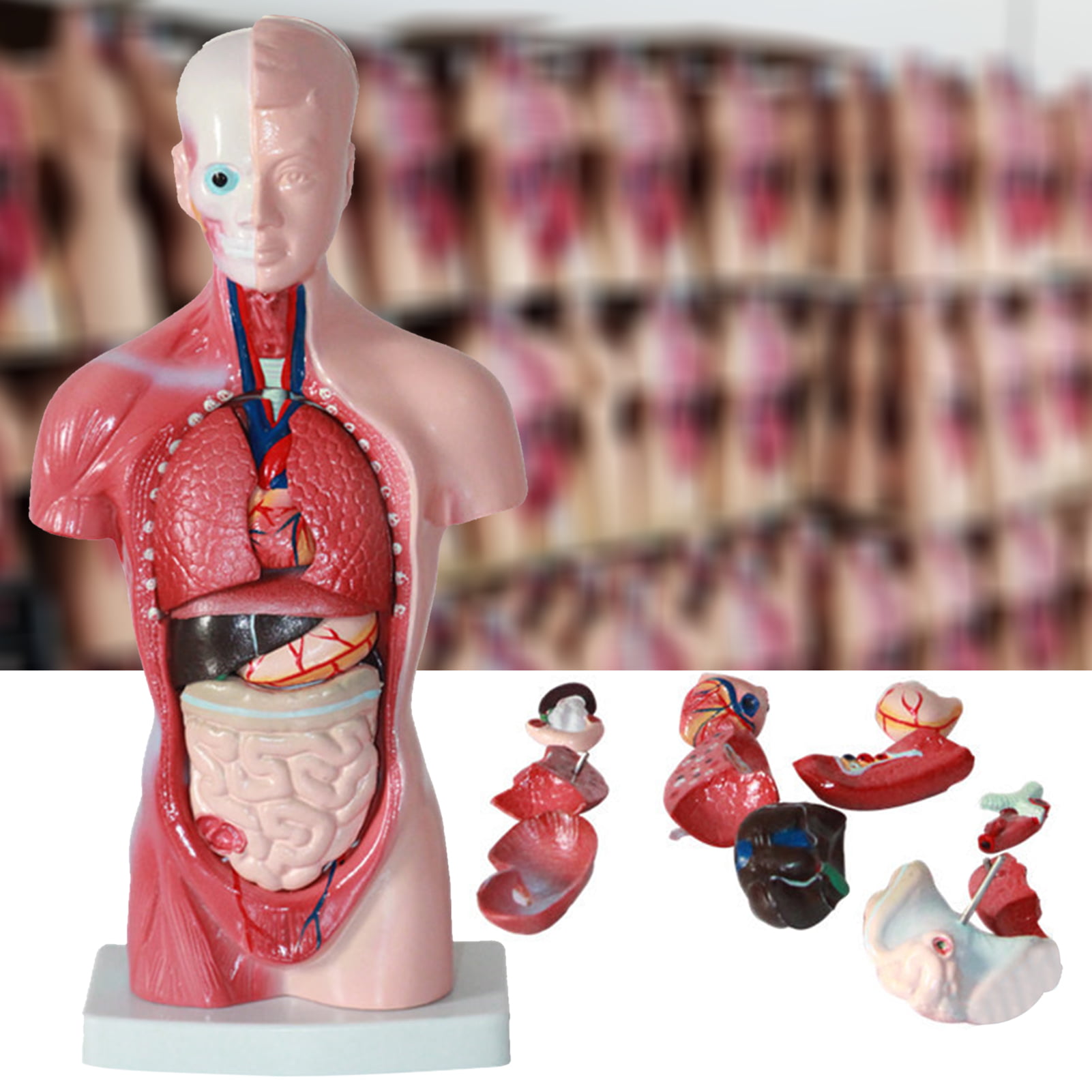 Realistic Human Body Torso with Organs Anatomy Learning Toys Kits Classroom 