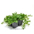 thumbnail image 4 of Mazus reptans Purple, Creeping Mazus Ground Cover - Pot Size: 4x 2.63x1.72x2.75in - Flowers, 4 of 4
