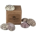 thumbnail image 2 of Alfonso Sea Urchins | 6 Large Alphonse Urchin Shells 2 1/2"-3", 2 of 5