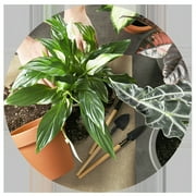 Flowers by Frances - Florist's Choice Plant for Mother's Day - Deluxe