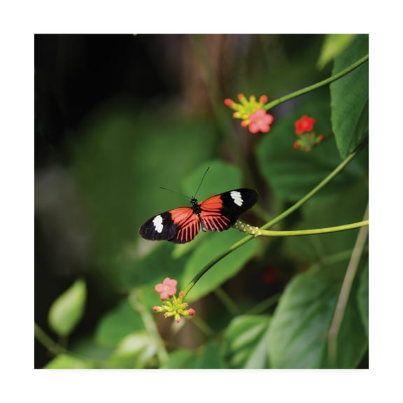 Doris Longwing Butterfly' Canvas Art by Kurt Shaffer