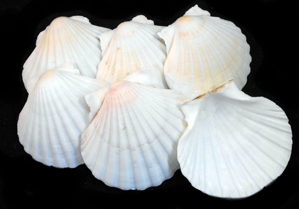 Set of 6 HUGE 5" BAKING SCALLOP CLAM SEAFOOD COOKING Scallops SHELLS SOAP DISH 