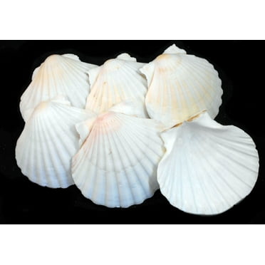 Set of 6 Real Baking Scallop Shells (3 1/2"-3 7/8") for Cooking, Baking, Serving Food Beach Crafts and Coastal Decor