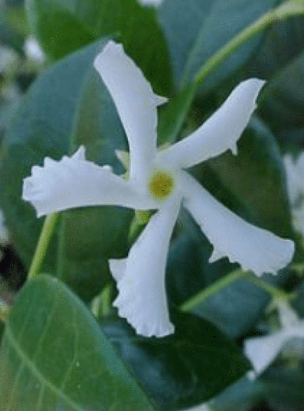 Flowering White Jasmine 6 years old, 12" - 16" tall with intensely fragrant Great for indoor