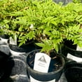 thumbnail image 6 of Hime Fuji Dwarf Wisteria - Live Bonsai Starter Plant - 4" Growers Pot, 6 of 8