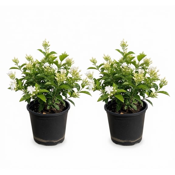 Night Blooming Jasmine Plants - 2 Starter Plants, Full Sun, USDA Zones 8-11, Ships Bare Root
