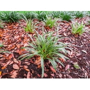 1 Gal. Variegated Liriope - Monkey Grass - Ornamental Statement