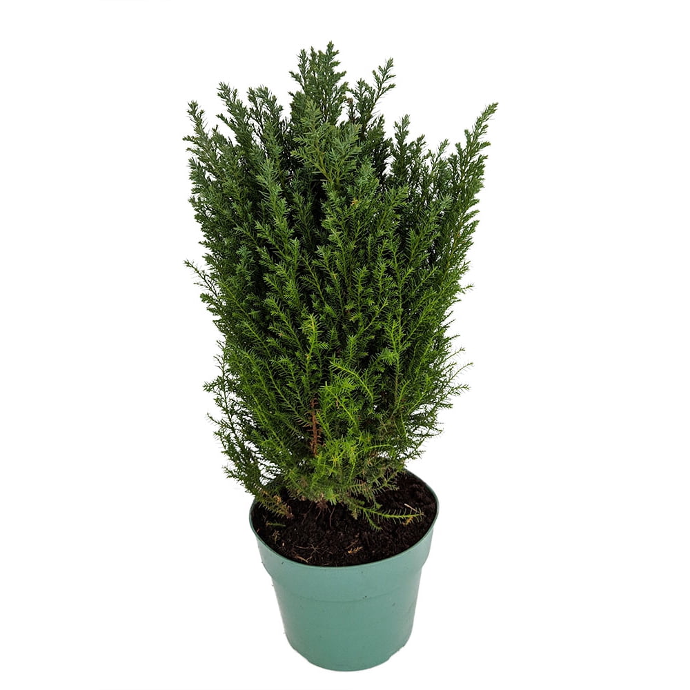 Blue European Cypress Christmas Tree Chamaecyparis Indoors/Out 6