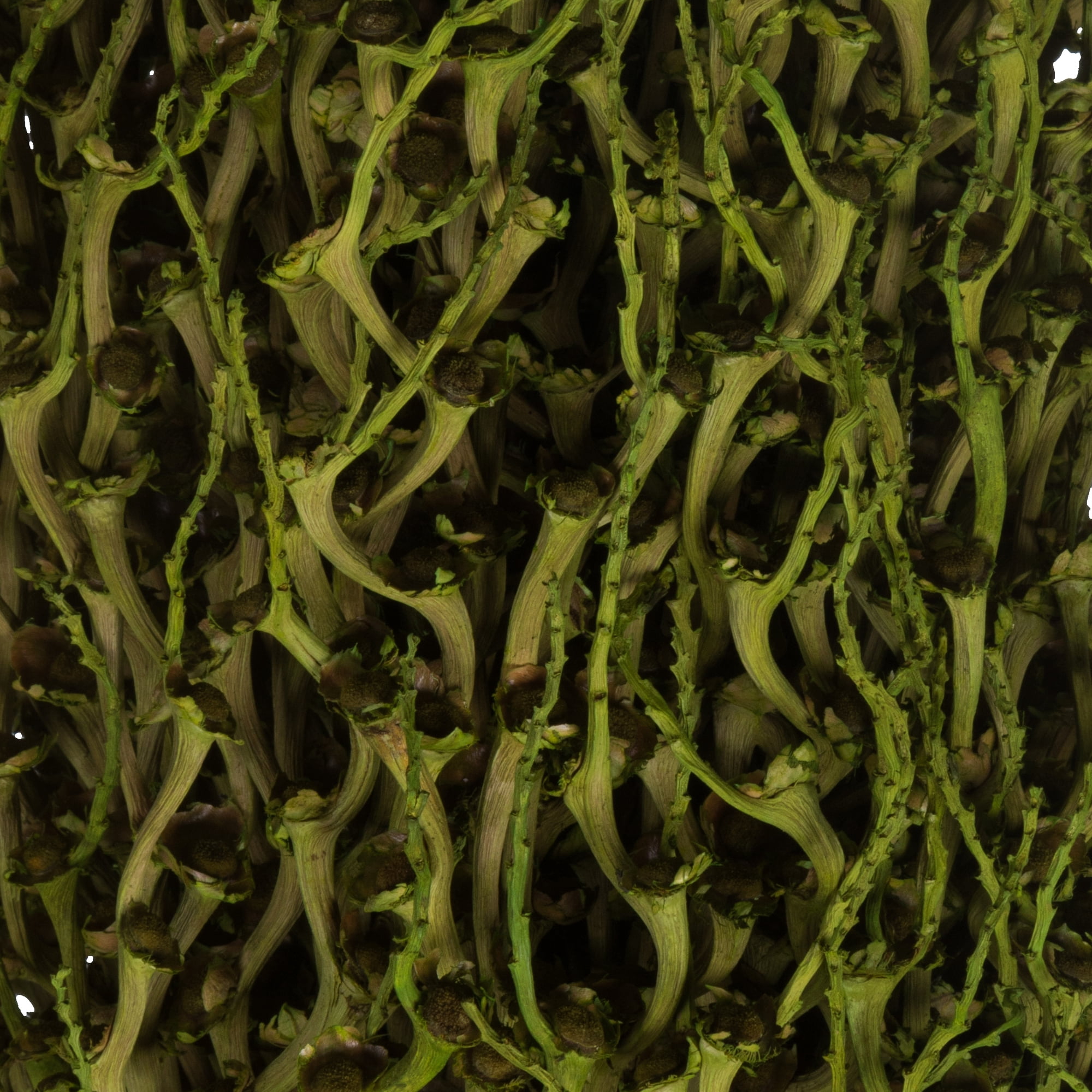 Vickerman 22 x 7" avg Foliage Green Olympia Seed Pod, 1 piece, Dried