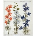 thumbnail image 2 of De Chazelles, Laurent 12x14 White Modern Wood Framed Museum Art Print Titled - Delphinium Ajacis, 2 of 4