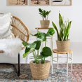 thumbnail image 4 of Plantas en maceta - 1 color primario, pequeñas, medianas y grandes Ofspeizc WMZL-1724, 4 of 9
