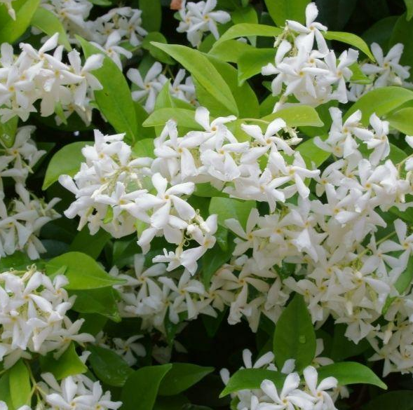 Green Confederate Star Jasmine Plant Live for Planting, Jasmine Flower Plant for Outdoor 4 to 6 Inch Tall