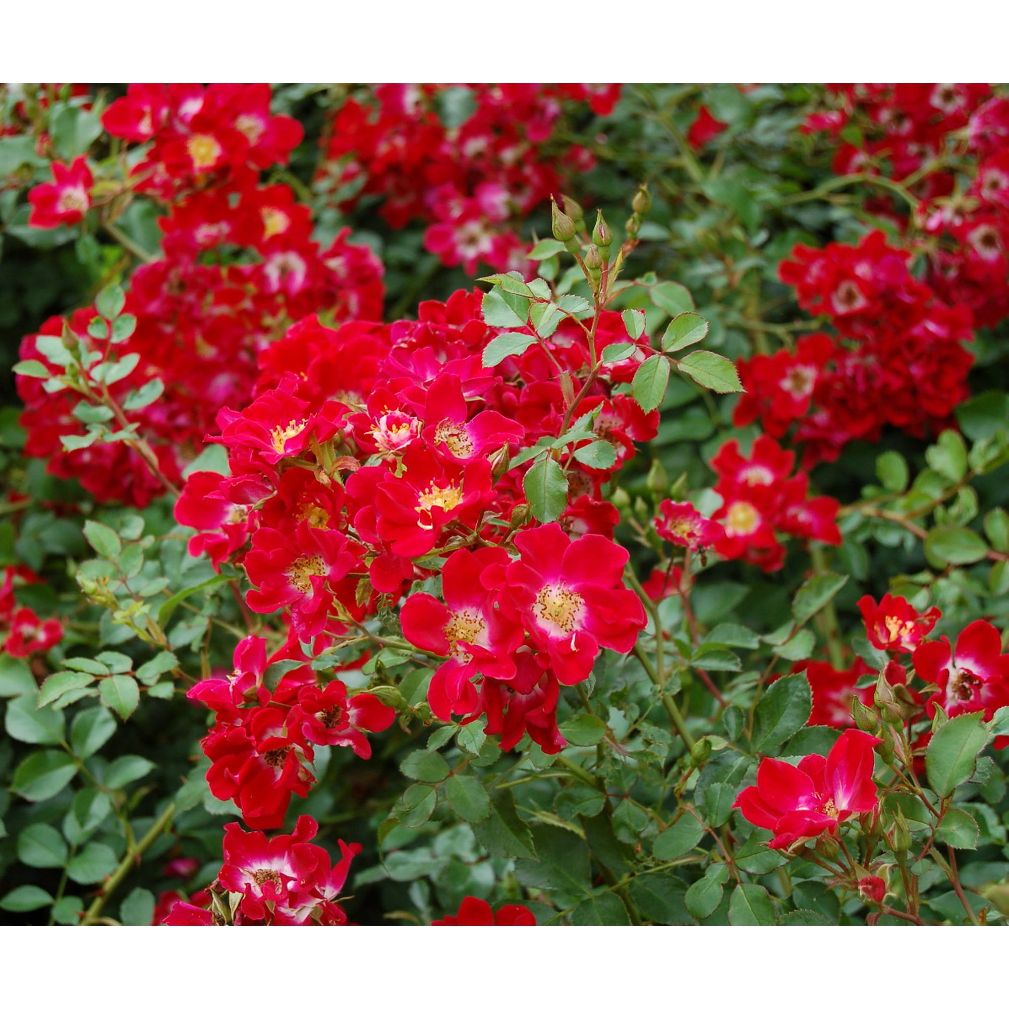 Scarlet Meidiland Rose
