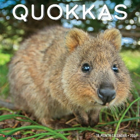 Quokkas 2026 Wall Calendar, (Paperback)