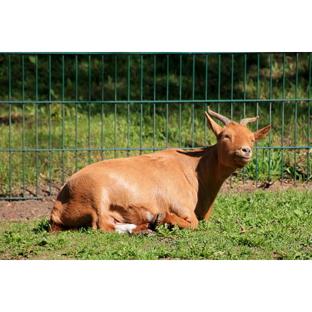LAMINATED POSTER Mammal Goat Grass Meadow Pasture Billy Goat Poster Print 24 x (Best Pasture Grass For Goats)