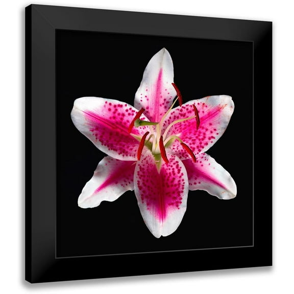 Reynolds, Richard 12x12 Black Modern Framed Museum Art Print Titled - Oriental Lily ~ Stargazer