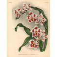 thumbnail image 2 of Griselidis Variety Of Odontoglossum Crispum Orchid Poster Print By ® Florilegius Mary Evans (24 X 36), 2 of 4