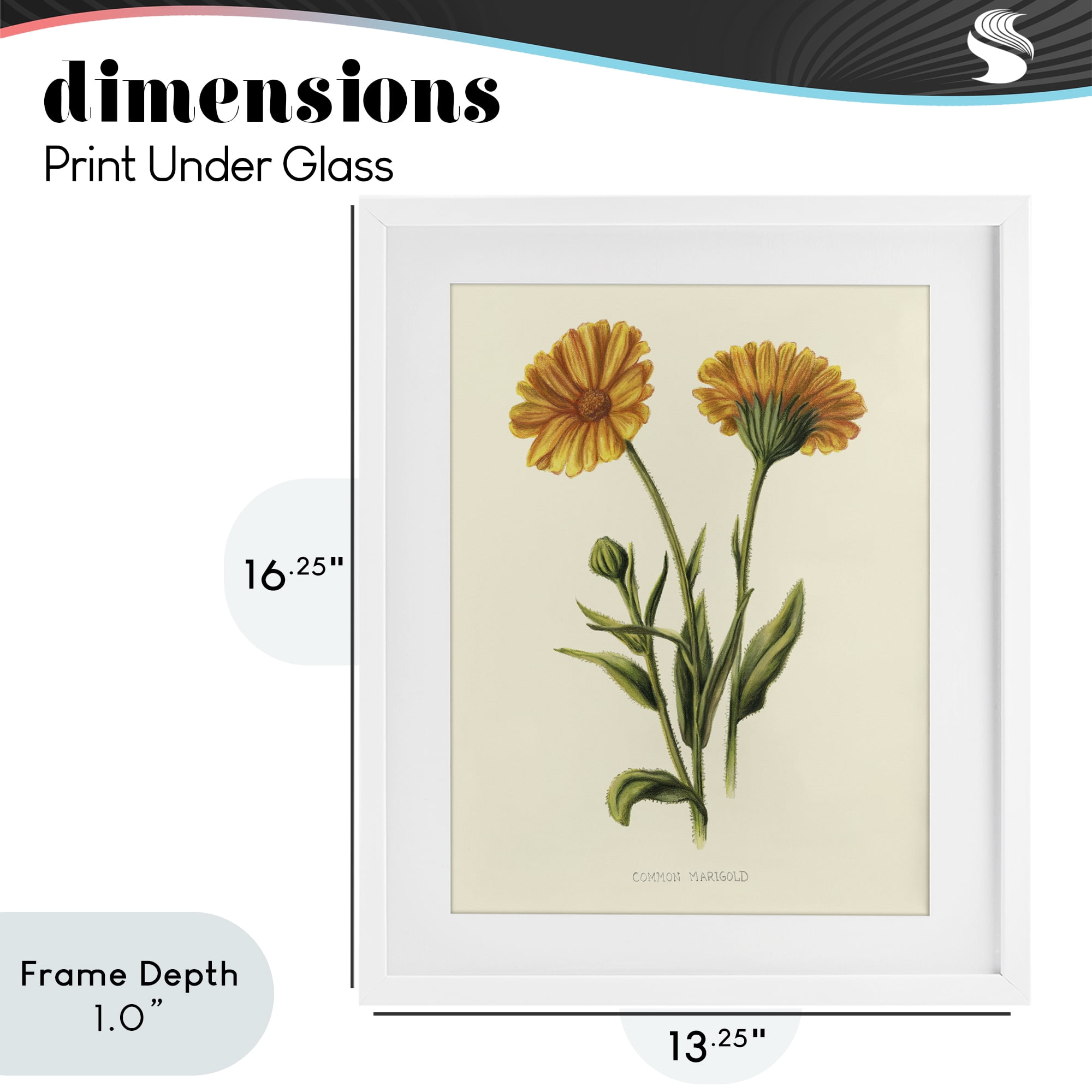 Stupell Industries Twin Marigold Blooms White Framed Print Under Glass, design by Connie Resch