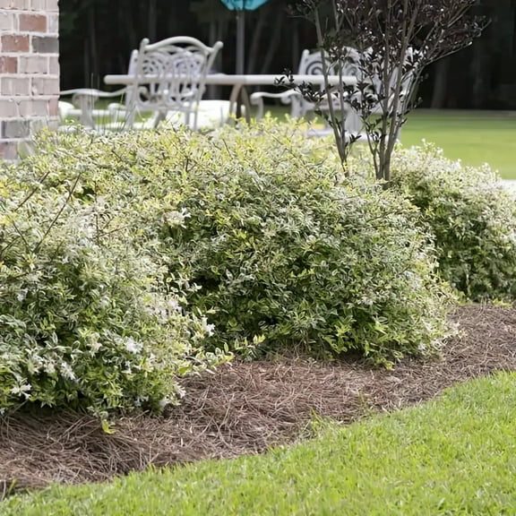 2 gal  Abelia Miss Lemon Live Shrub with Full Sun Conditions