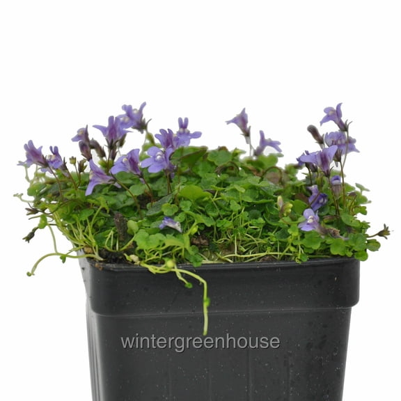 Cymbalaria aequitrilobia, Ground Cover, Mini Kenilworth Ivy - Pot Size: 3in (2.6x3.5in) - Flowers