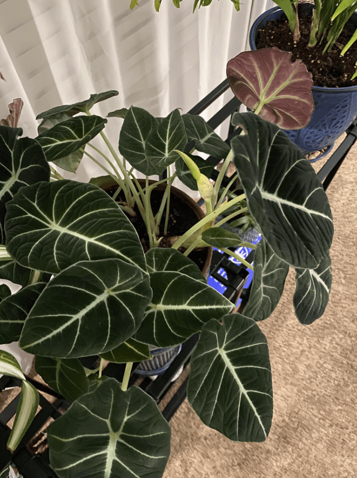 Black Velvet Alocasia Live Plant, Alocasia Indoor Houseplant for Home or Office, 5–7 Inch Tall