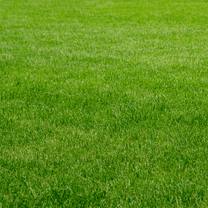 1000 Emerald Zoysia Grass Seeds, Dense Zoysia Grass Seed for Patio and Garden