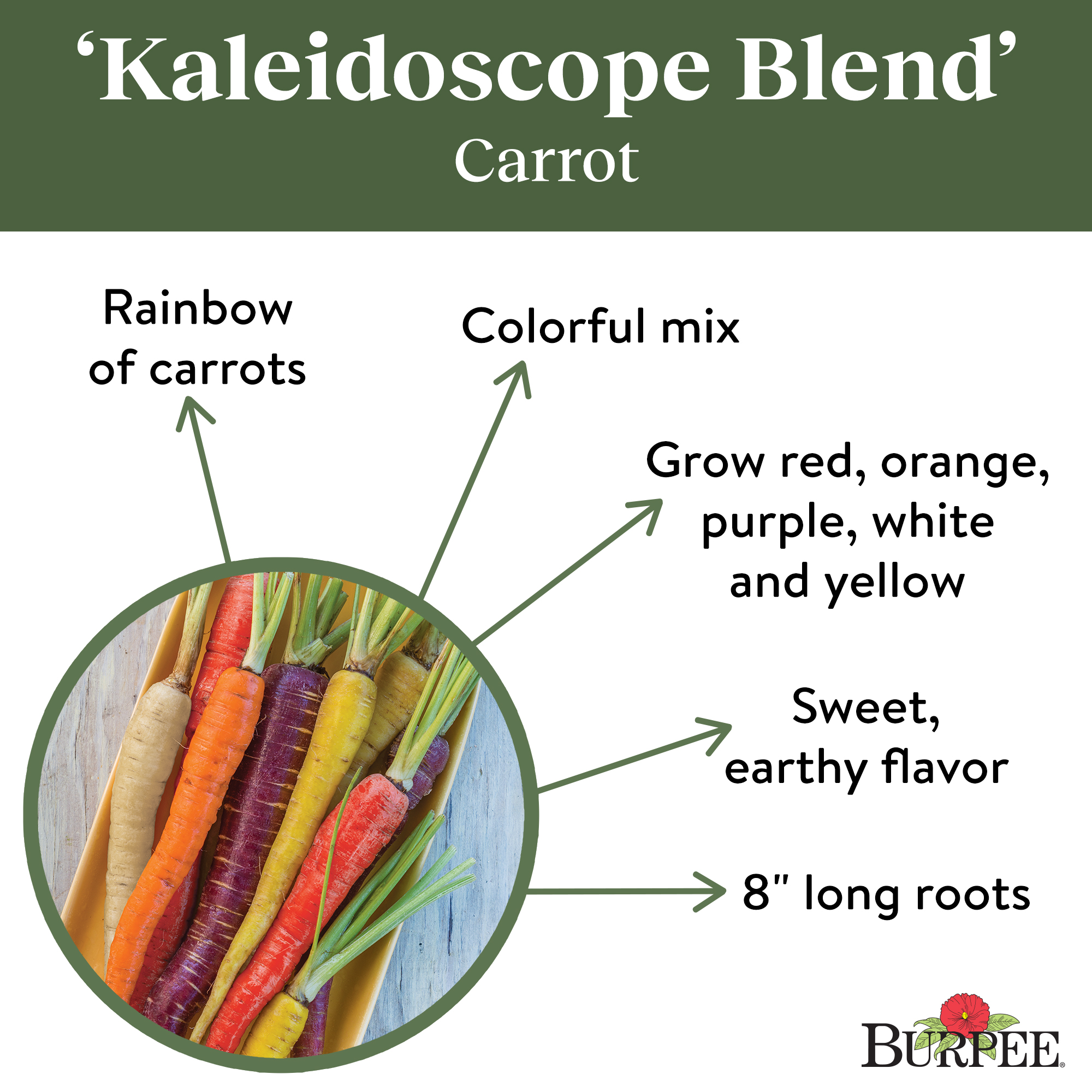 Burpee Kaleidoscope Blend Carrot Vegetable Seed Tape, 1-Pack