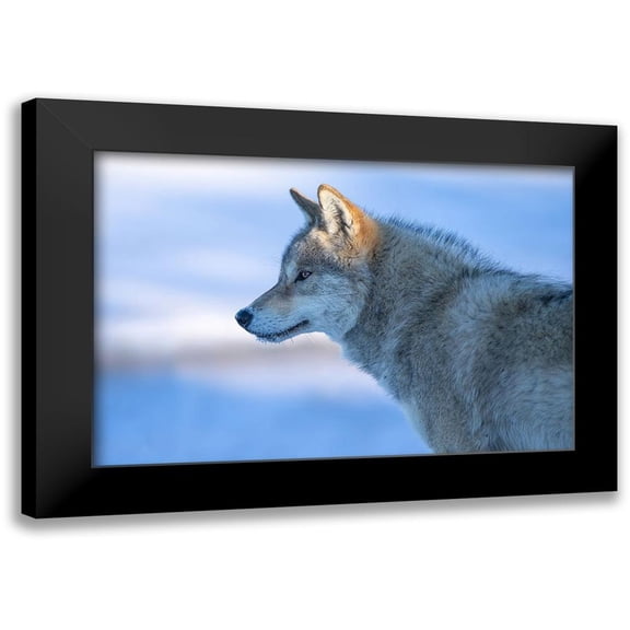 Z, Bingo 14x11 Black Modern Framed Museum Art Print Titled - A vigilant Wolf