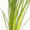 thumbnail image 5 of Expert Gardener African Butterfly Iris (2.5 Quart) Yellow Blooming Evergreen Perennial - Full Sun Live Outdoor Plant, 5 of 6
