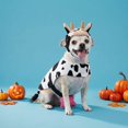 thumbnail image 2 of Vibrant Life Halloween Cow Costume for Dogs and Cats, Black and White, S, 2 of 6