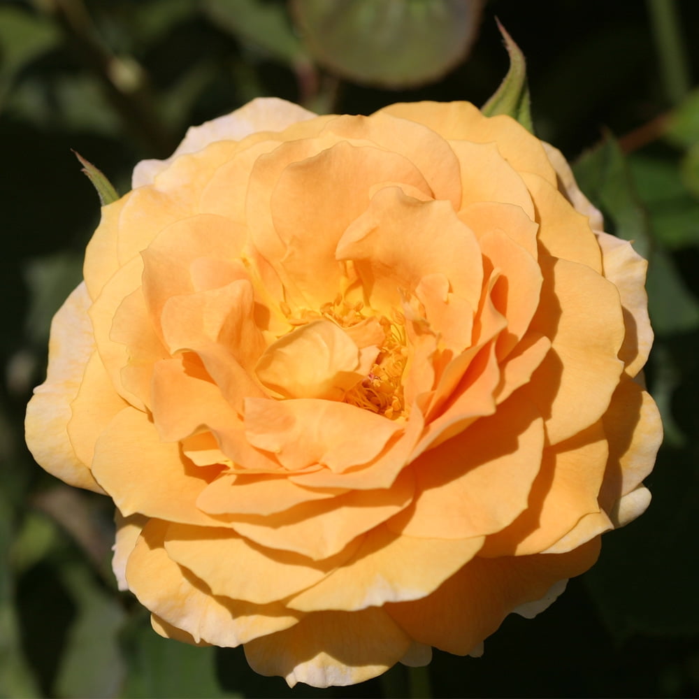 Heirloom Roses Rose Plant The Honey Perfume™ Rose Bush , Live Own Root Bushes For Planting