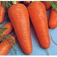 thumbnail image 1 of GSDWIUEW Sweet Carrot Alenka Early Red Heirloom Vegetable for Planting, 1 of 8