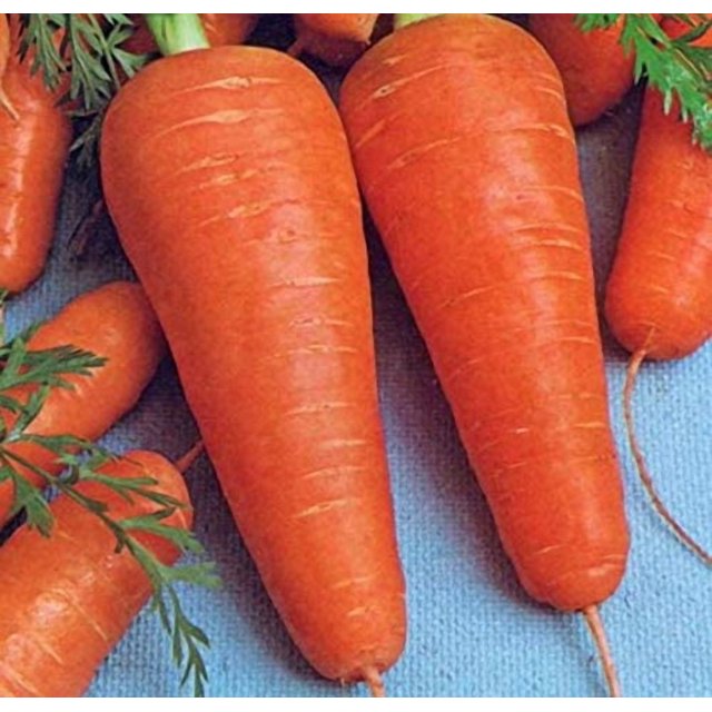 GSDWIUEW Sweet Carrot Alenka Early Red Heirloom Vegetable for Planting
