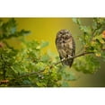 thumbnail image 3 of Zygmunt, Milan 18x13 Black Modern Framed Museum Art Print Titled - Eurasian Scops Owl, 3 of 5