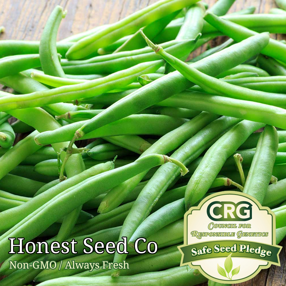 40+ Blue Lake Bush Green Bean Seeds NonGMO Heirloom Vegetable