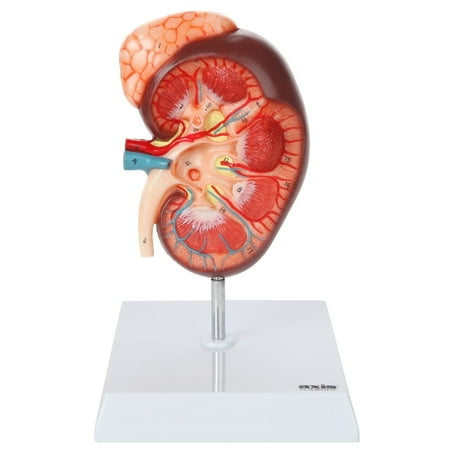 Axis Scientific Life-Size Kidney Anatomy Model with Adrenal Gland and Base price history on PriceWatchPro