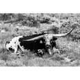 thumbnail image 3 of Stockton, Tyler 24x17 Black Modern Framed Museum Art Print Titled - B and W Longhorn I, 3 of 5