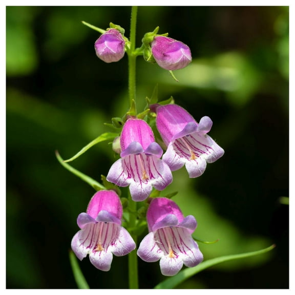 Everwilde Farms - 1 lb Showy Beardtongue Native Wildflower Seeds - Gold Vault Bulk Seed Packet