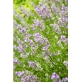 thumbnail image 2 of Horton, Janet 17x24 White Modern Wood Framed Museum Art Print Titled - Issaquah-Washington State-USA Lavender plants in bloom, 2 of 4