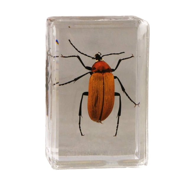 Wosthever Espécimen de resina exquisitamente elaborado para enseñar y coleccionar escorpión, araña, avispa, escarabajo, espécimen, uña de Type3 NO3