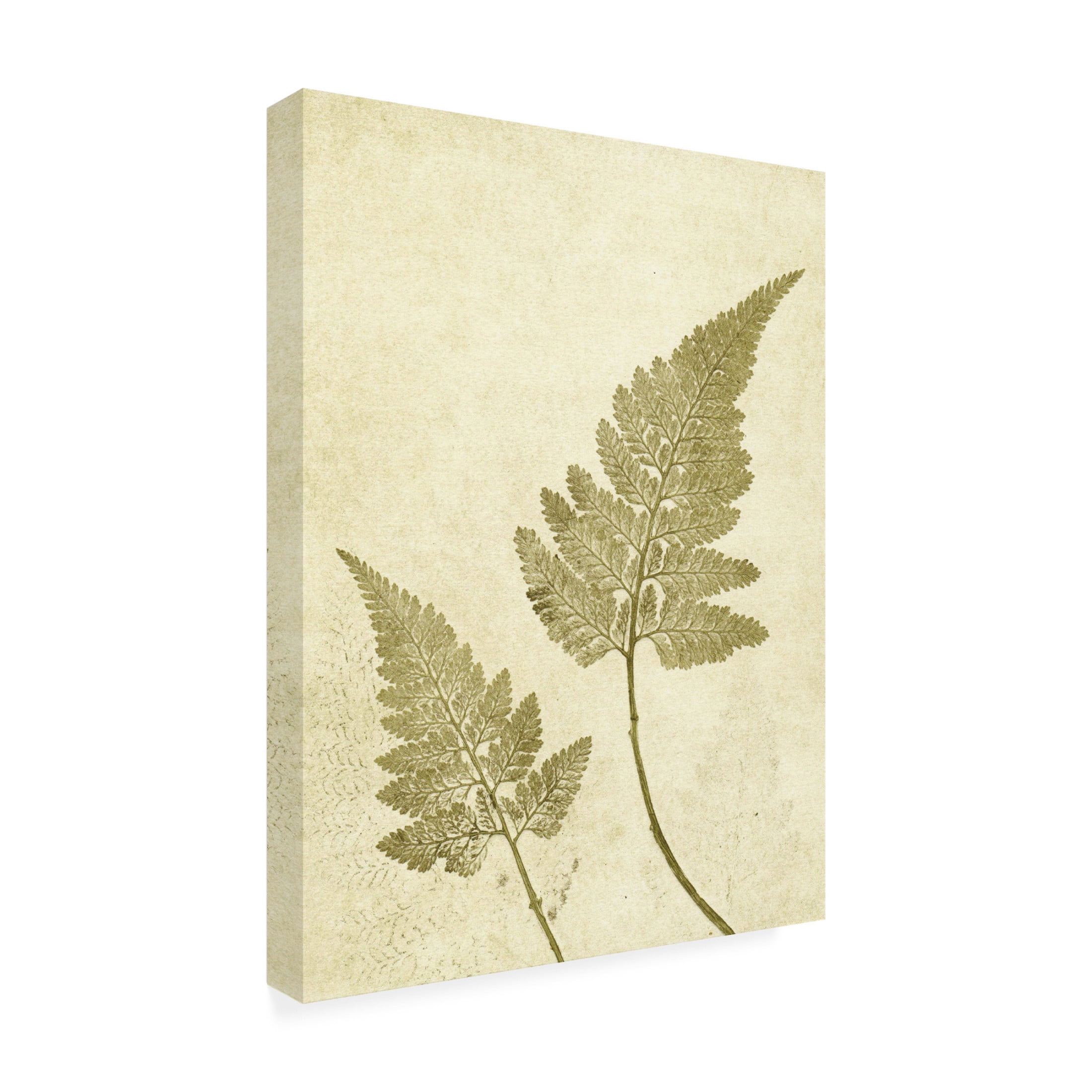 Canvas Wall Art - Pernille Folcarelli 'Fern Olive' Wall Art for Living Room, Bedroom, or Office Décor by Trademark Fine Art - 14 x 19 Inches