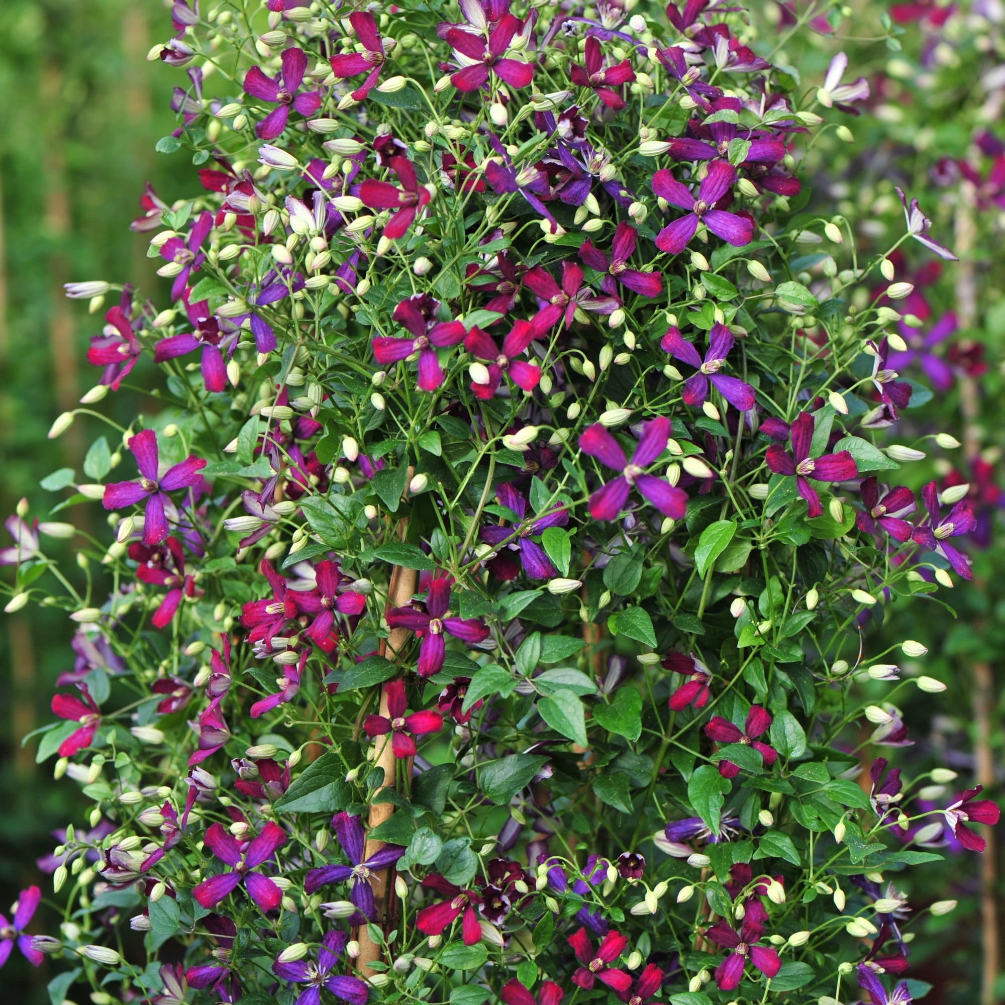 Proven Winners ColorChoice 5" Purple 'Sweet Summer Love' Clematis Live Plant in 4.5" Pot (4 Count)