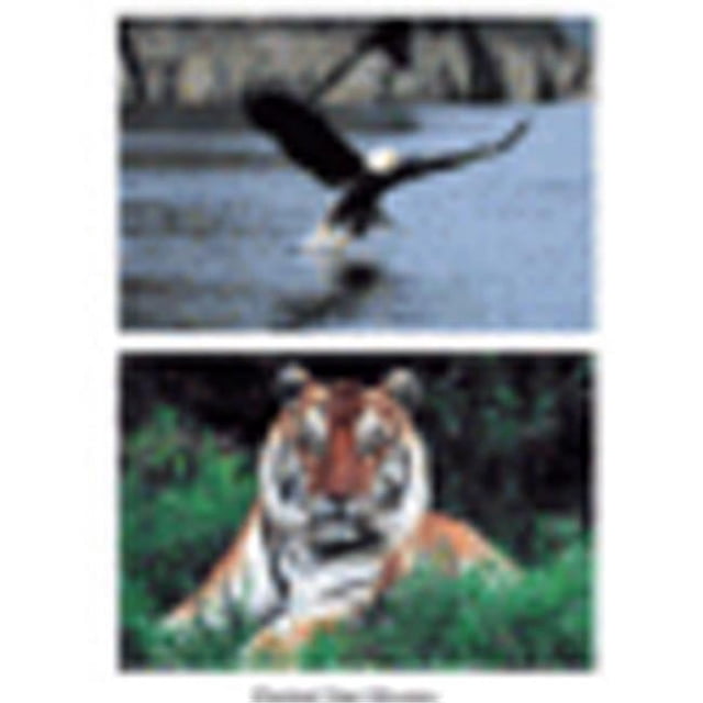 Stages Learning Materials Slm151 Ensemble d'Affiches d'Animaux Sauvages Ensemble de 10
