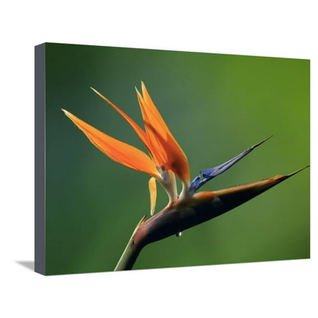 Paradise Costa Rica - Bird of Paradise Flower (Strelitzia), Costa Rica Stretched Canvas Print Wall Art By Gregory Basco