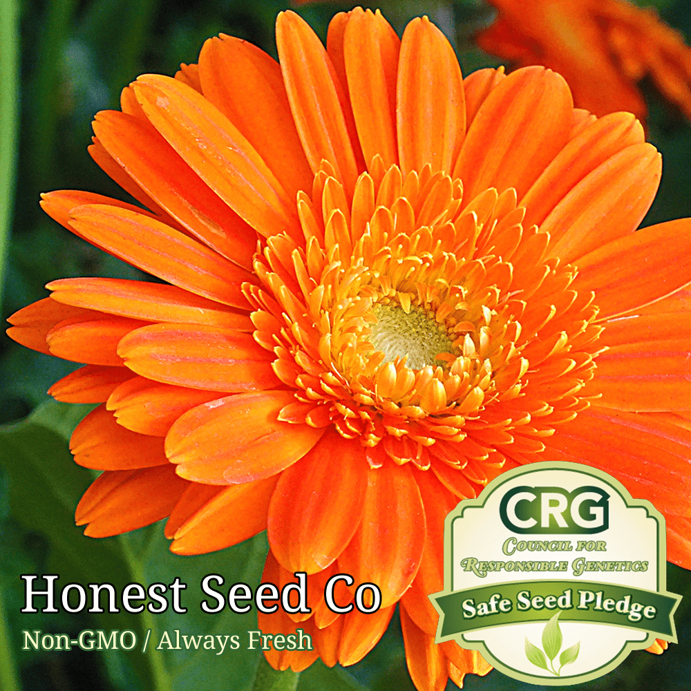 150+ Calendula Flower Seeds NonGMO Heirloom Fresh Garden Seeds