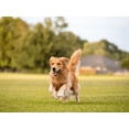thumbnail image 2 of Nulo Signature Stews Wet Dog Food Variety Pack – Chicken Duck & Pumpkin, Chicken & Salmon, Chicken & Sweet Potato – 6 Pouches| MerlinsMart Zine, PercyLoves Pal Furresher, & Rope Toy, 2 of 8