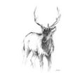 thumbnail image 2 of Harper, Ethan 25x32 White Modern Wood Framed Museum Art Print Titled - Western Animal Sketch II, 2 of 4