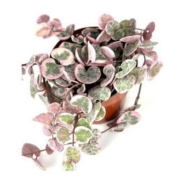 Home Botanicals Assorted Air Plant (Collection of 20) Home Botanicals Assorted Air Plant (Collection of 20)