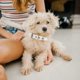 thumbnail image 3 of unbranded 2Pcs Adjustable White Dog Neckwear with Pearls and Soft Leash for Outdoor and Party Use, 3 of 7