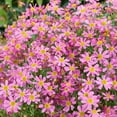 thumbnail image 3 of Coreopsis Rosea American Dream Xeriscape Garden Flower Seeds - 500 Seeds, 3 of 4